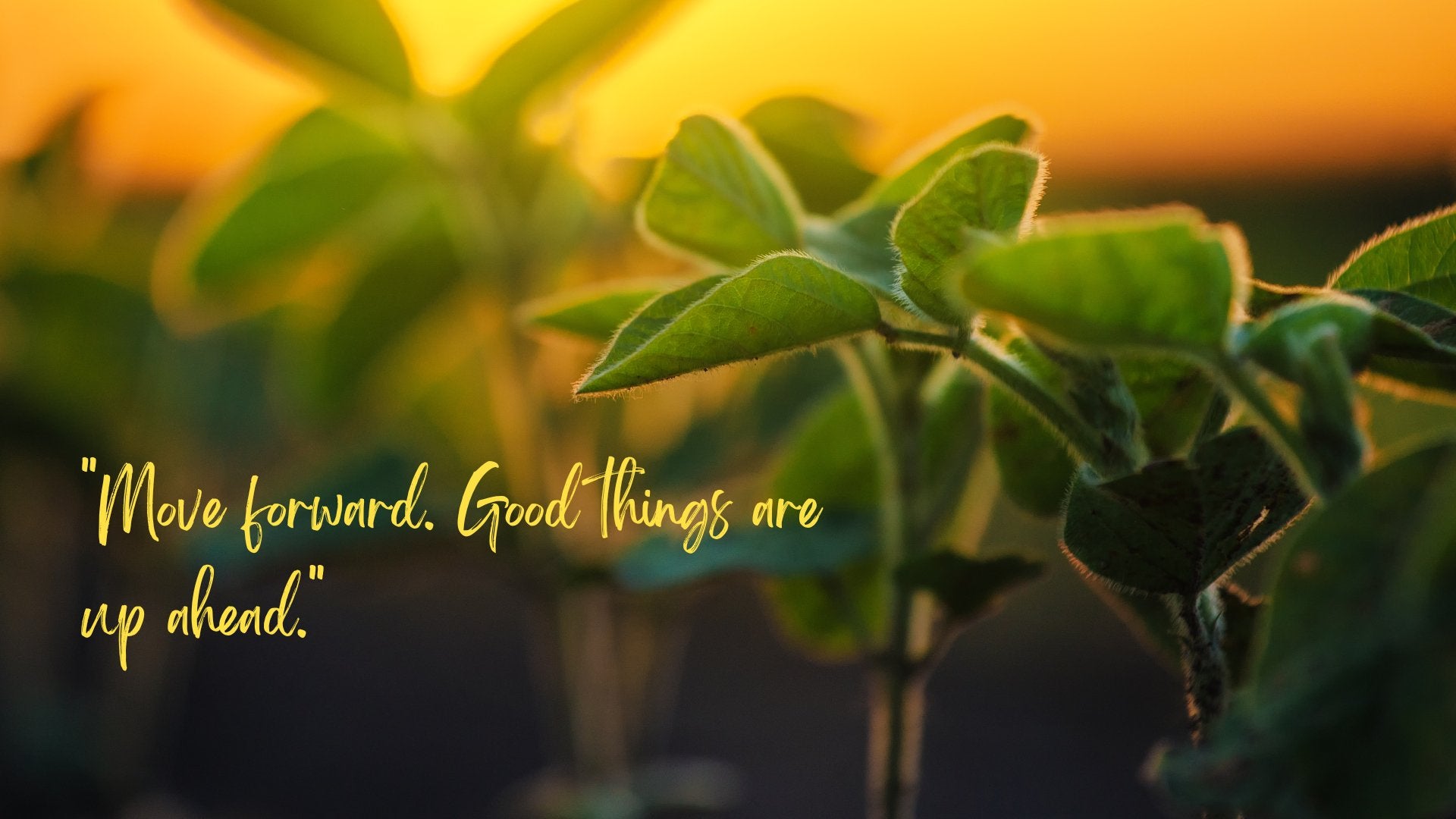 All about the soybean plant